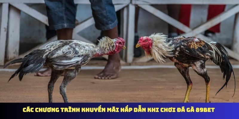 Các chương trình khuyến mãi hấp dẫn khi chơi đá gà 89BET