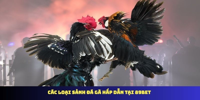 Các loại sảnh đá gà hấp dẫn tại 89BET